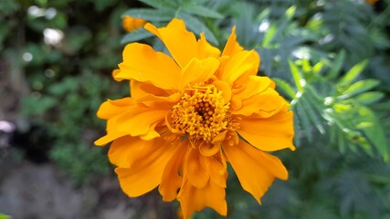 orange flower in the garden