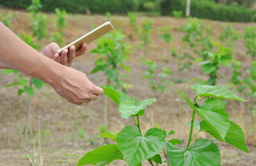 expert check mulberry planting quality with digital technology smartphone, selective focus
