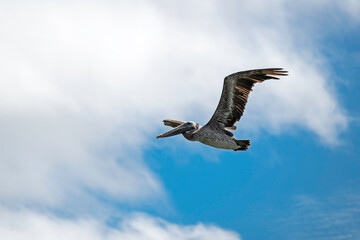 Brown Pelican displays impressive wingspan in flight.