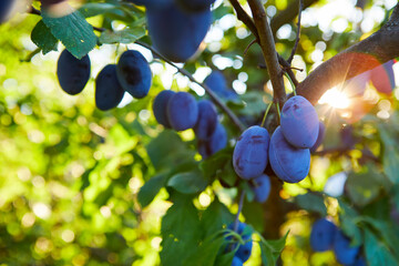 A bunch of ripe plums on a branch with sun rays in the background - 456227057