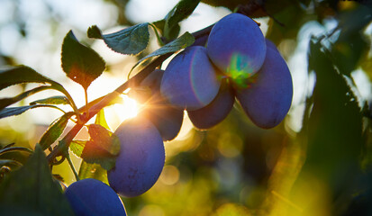 A bunch of ripe plums on a branch at sunset