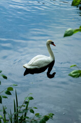 swan on the water