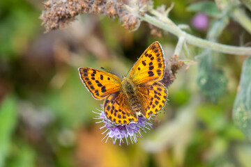 Obraz premium Lycaenidae / Orman Bakırı / / Lycaena virgaureae