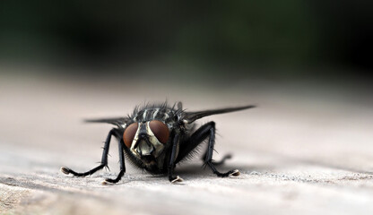 Nahaufnahme einer Schmeißfliege