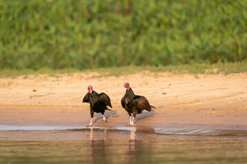 The turkey vulture (Cathartes aura)