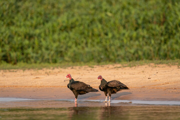 The turkey vulture (Cathartes aura)