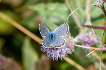 Lycaenidae / Himalaya Mavisi / / Pseudophilotes vicrama