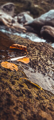 Dead leaves at the side of the river
