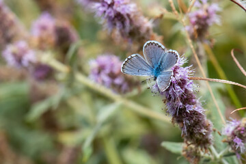 Lycaenidae / Himalaya Mavisi / / Pseudophilotes vicrama