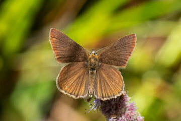 Lycaenidae / Ripart`ın Anormal Çokgözlüsü / / Polyommatus ripartii