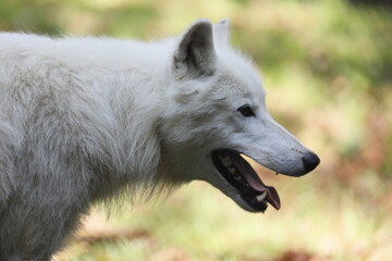 Obraz premium Wolf Kopf