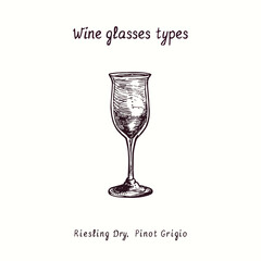 Wine glasses types collection, Riesling Dry, Pinot Grigio. Ink black and white doodle drawing in woodcut style.