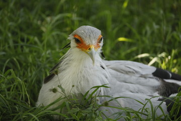 Sekretär