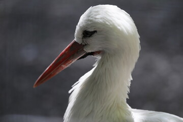Storch Kopf