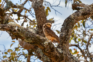The Burrowing Owl or Luck owl hidden among the branches of a tree. Species Athene Cunicularia. The big yellow eyes of american owl. Bird lover. Birdwatching. Mimicry