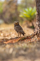 The Burrowing Owl or Luck owl perched on the ground beside its nest. Species Athene Cunicularia. The big yellow eyes of american owl. Bird lover. Birdwatching. mimicry