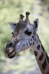 Naklejka premium Giraffe Kopf