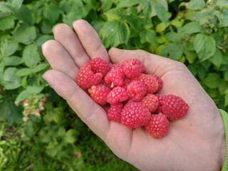 White caucasian palm full of fresh raspberries. Green background