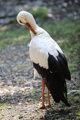 Storch