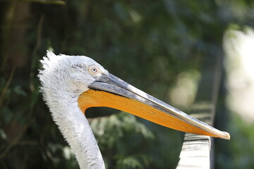 Pelikan Kopf