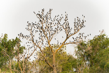Obraz premium Merl - Blackbird Gathering