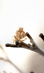 Cicada skin after a change of body wrap that is exposed in the nature of the forest