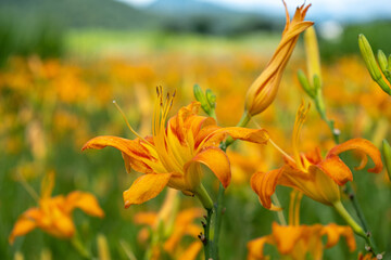 orange flowers in the field