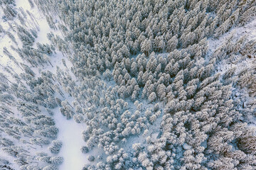 whitewashed pine forest with fresh snow, aerial view