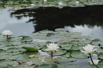 white water lotus