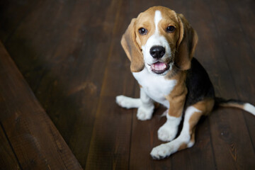 Funny beagle puppy is sitting on a dark wooden floor with its paws spread apart and looks up smiling