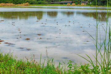 reeds in the water