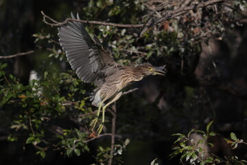 足を下げ翼を開くホシゴイ