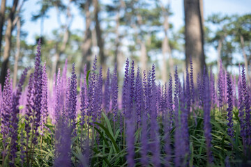 lavender field in region