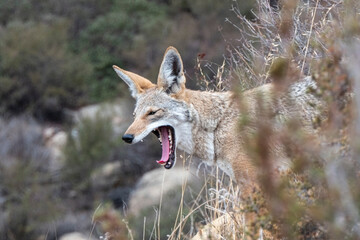 Yawning coyote at Santa Susana Pass State Historic Park near Los Angeles and Simi Valley in Southern California.  