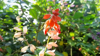 red and yellow flowers