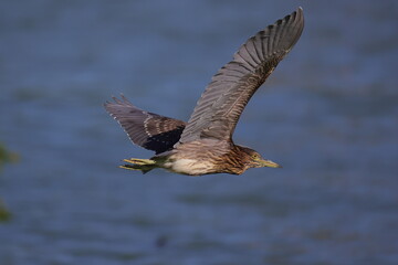 水上を飛ぶゴイサギ若鳥