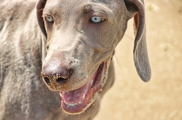 portrait of a dog