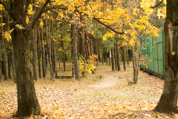 autumn park with yellow trees