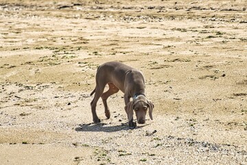 dog on the beach