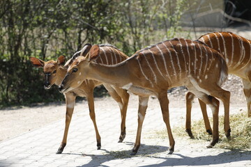 Antilope