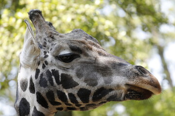 Giraffe Kopf