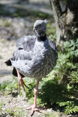 Taube