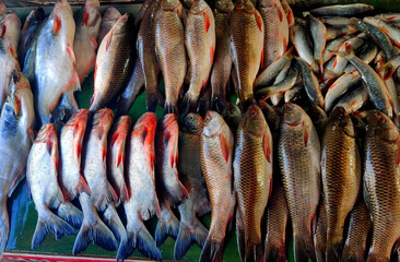 fresh fish at the market, fishes in the market, varieties of river fishes in the market for sale.