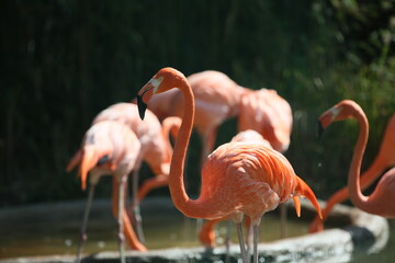 Flamingos