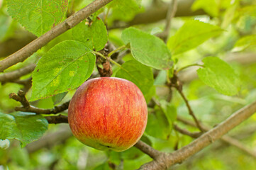 Single red apple on a tree. Autumn harvest. Apple orchard