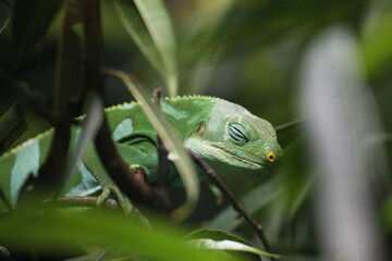 Leguan