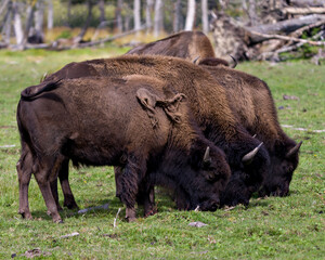 Bison Stock Photo and Image. Group eating grass in the field with blur forest background in their environment and habitat surrounding and displaying their horns.