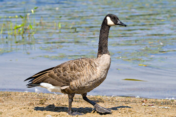 Naklejka na ściany i meble Canada Geese Photo and Image. Walking by the water displaying fluffy brown feather plumage wings in its environment and habitat surrounding with a foliage background. Canadian Geese Photo.