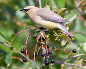 Cedar Waxwing Stock Photo and Image. Close-up profile view perched on a wildberry fruit tree displaying its beautiful plumage with a blur green leaves background in its environment and habitat.