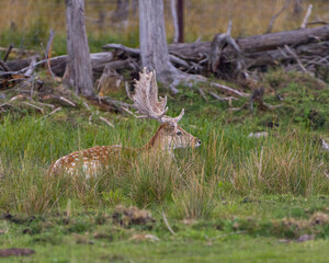 Deer Stock Photo.  Fallow Deer Image.  Close-up profile view resting in the field with grass and trees background in his environment and surrounding habitat.